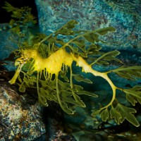 Photo of Leafy sea dragon