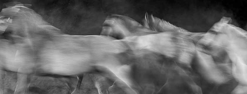 artwork with horses in motion